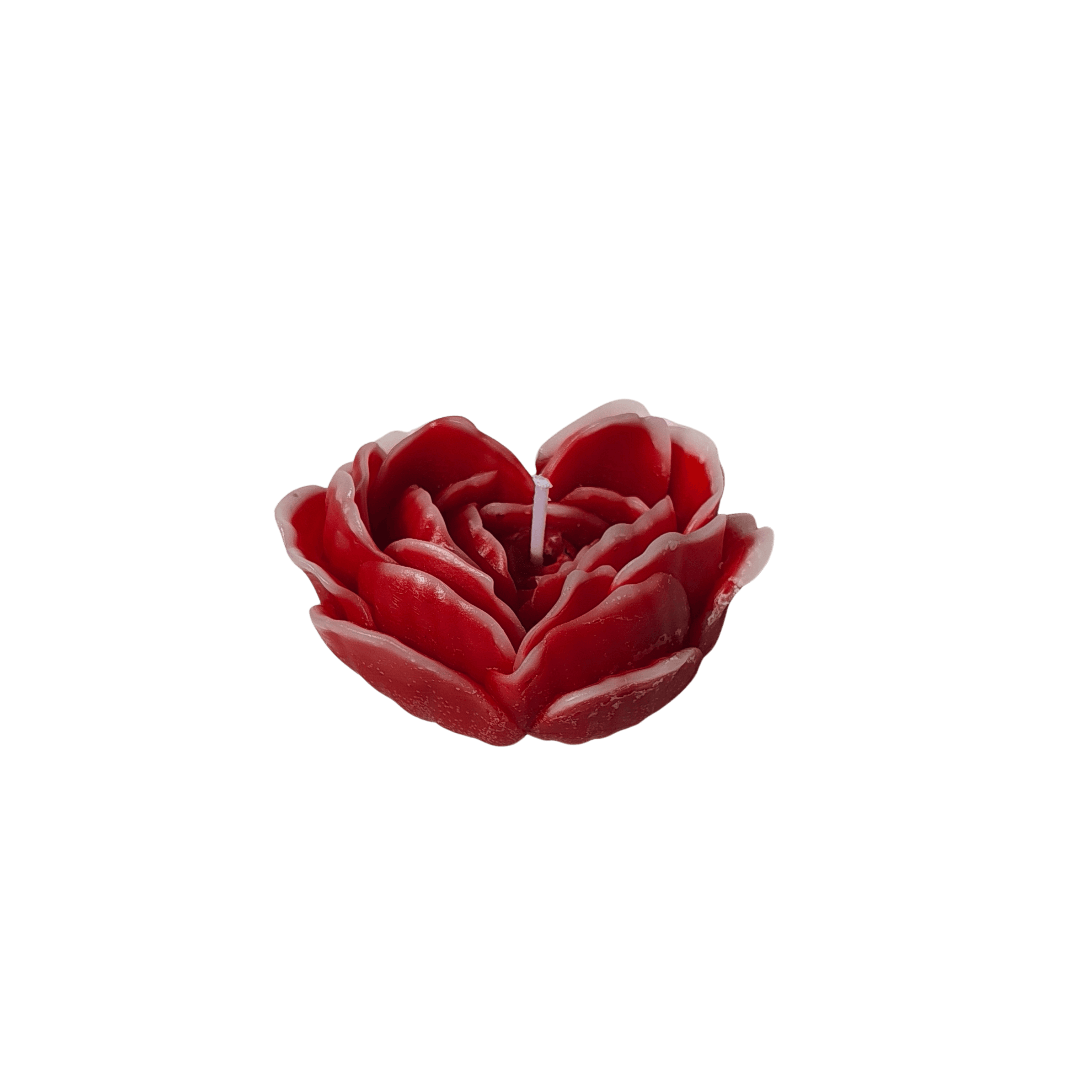 Heart peony isolated