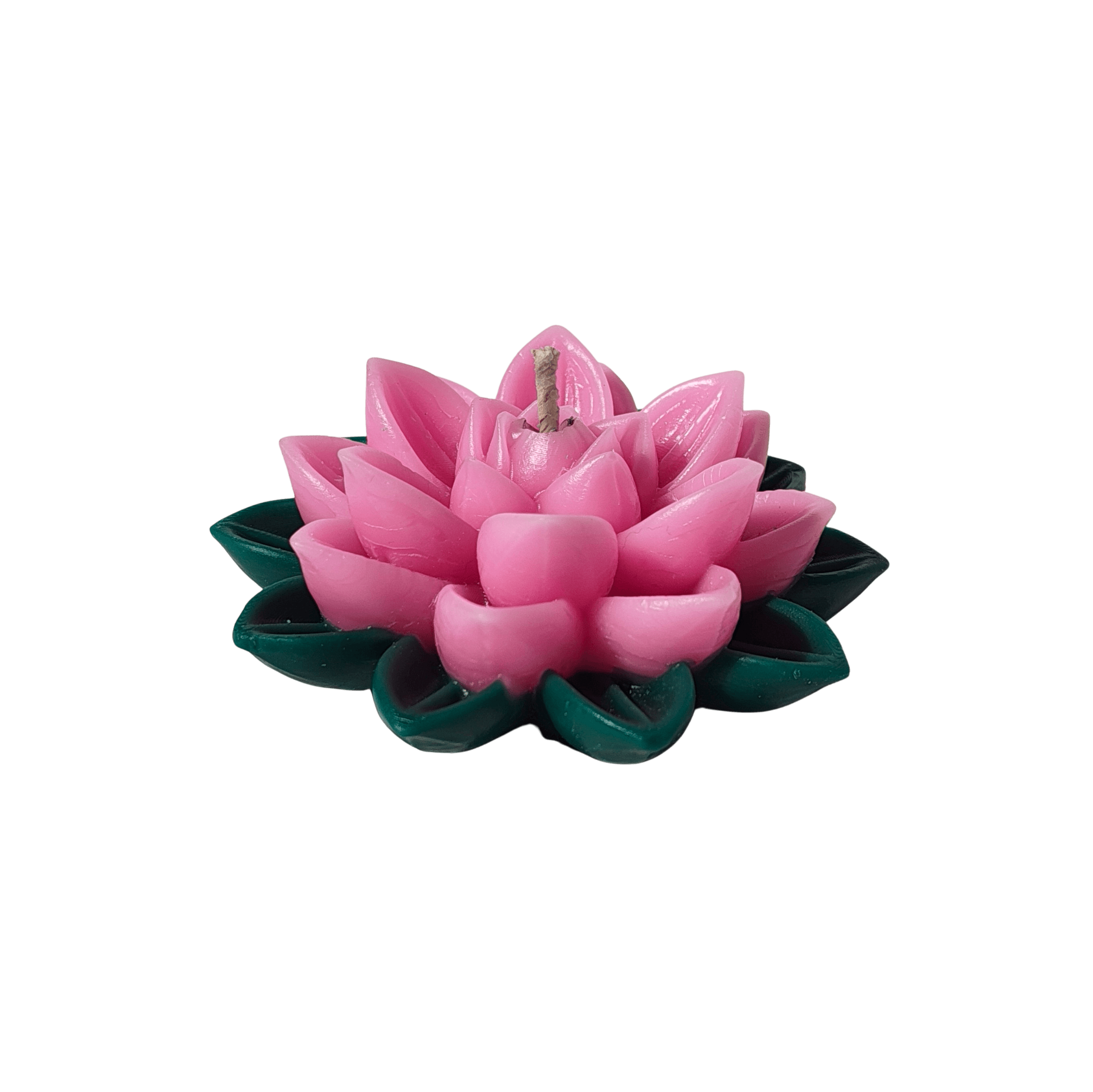Lotus isolated