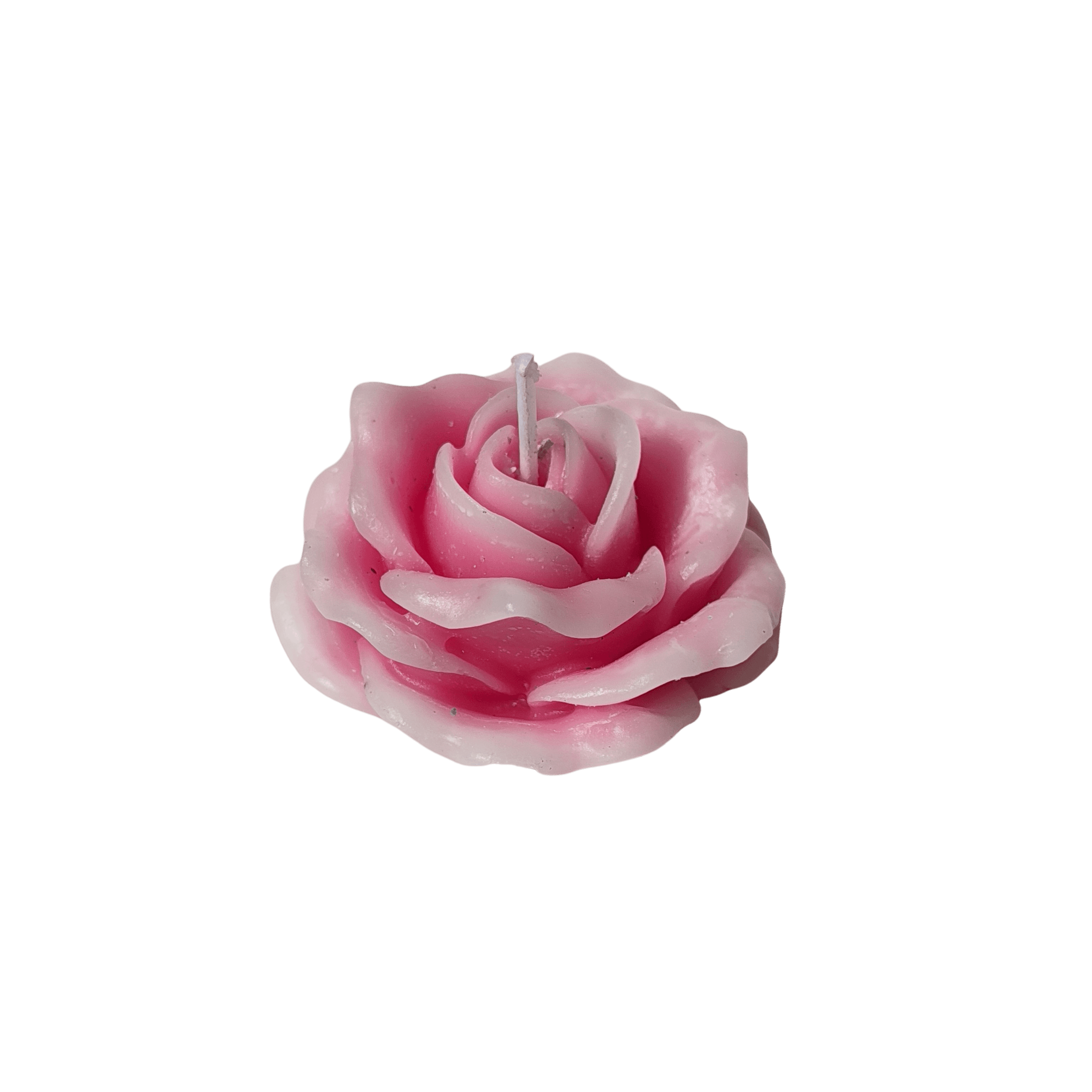 Rose isolated
